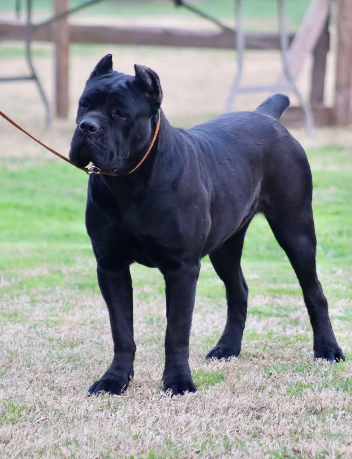 Amaru
